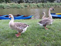 Assorted Geese