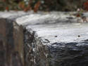 Stone Wall In Focus