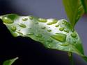 Leaf Droplets