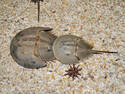 Horseshoe Crabs