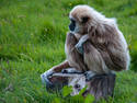 Gentle Gibbon