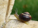 Snail on a Stroll
