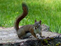 Alert Squirrel