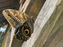 Owl Butterfly