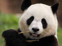 Panda Portrait