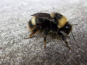 Bumble Bee Macro