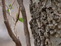 Bark And Branches