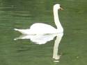 Swan Reflected