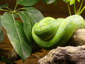 Green Snake, 4 entries
