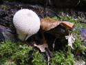 Spikeshroom