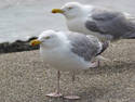 Twin Gulls