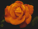 Orange Rose