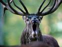 Deer Yawn