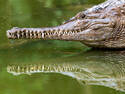 Freshwater Croc