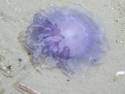 Jellyfish Awash
