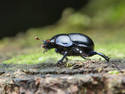 Black Beetle, 8 entries