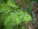 Pine Droplets