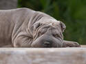 Gray Shar Pei, 5 entries