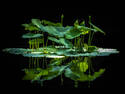 Water Lillies After Dark