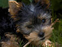 Yorkie