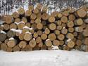 Snowy Logs