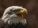Bald Eagle, 6 entries