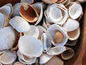 Seashells