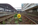 Sunflower Tracks
