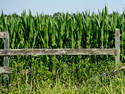 Fenced In Corn