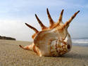 Beached Shell