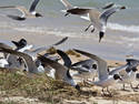 Flock Of Gulls