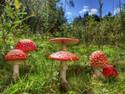 Red Mushroom Caps
