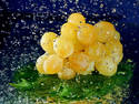 Grapes Splash