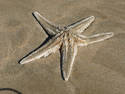 Fuzzy Starfish