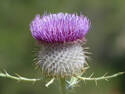 Thistle