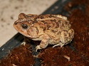 Doormat Toad