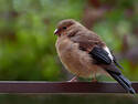 Fluffy Bird