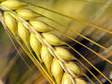 Wheat, 4 entries