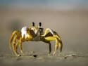Crabby McCrabface