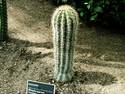 Saguaro Cactus