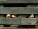 Pigs Behind Bars, 4 entries