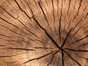 Tree Rings