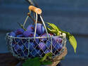 Basket Full of Plums