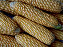 Corn, 6 entries