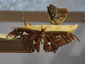 Tattered Moth