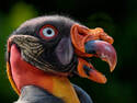 King Vulture