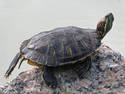Turtle On A Rock