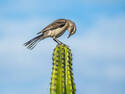 Bird on a Cactus