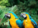 Macaws