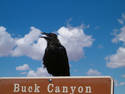 Buck Canyon Crow